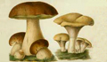 mushrooms